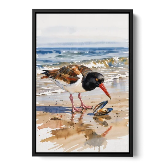 Coastal Bird Oystercatcher and the Open Mussel - Black Framed Canvas Wall Art - Front
