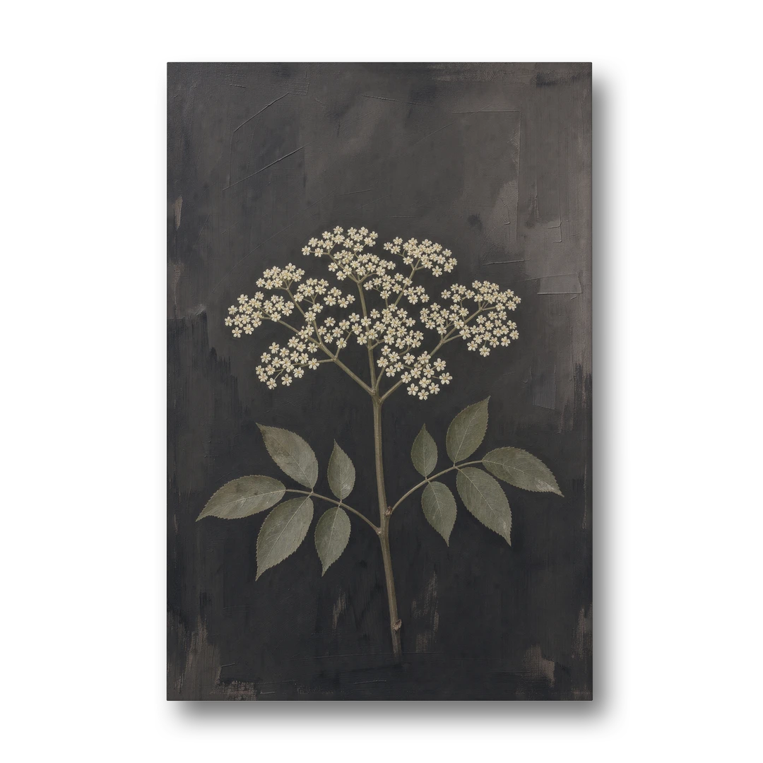 Elderflower Painting on a Dark Field - Canvas Wall Art - Front
