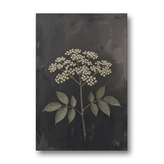 Elderflower Painting on a Dark Field - Canvas Wall Art - Front