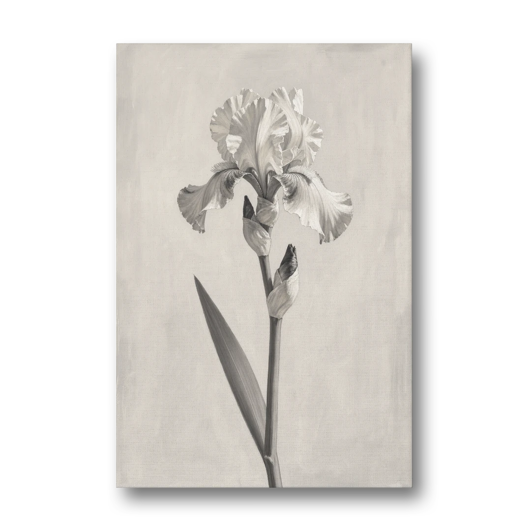 Single Flower Wall Art of a Bearded Iris - Canvas Wall Art - Front