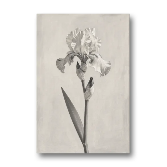 Single Flower Wall Art of a Bearded Iris - Canvas Wall Art - Front