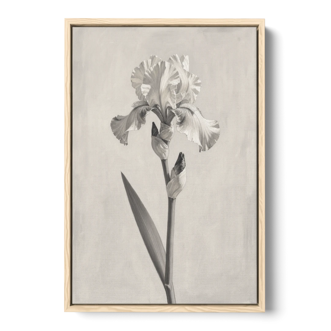 Single Flower Wall Art of a Bearded Iris - Oak Framed Canvas Wall Art - Front