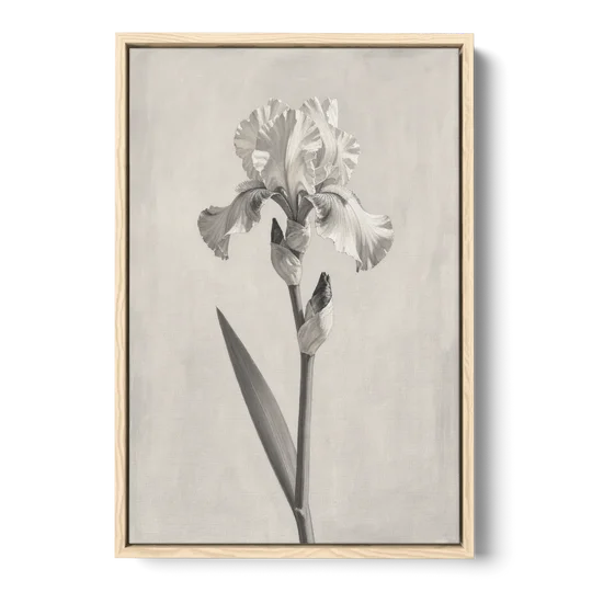 Single Flower Wall Art of a Bearded Iris - Oak Framed Canvas Wall Art - Front